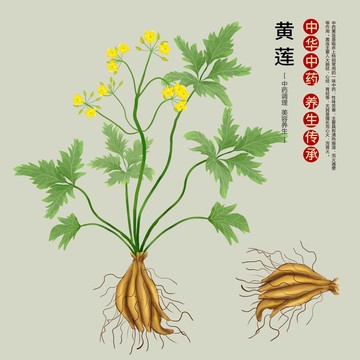 黃蓮
