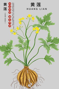 手繪黃蓮