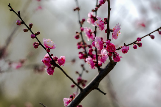 红梅花儿开