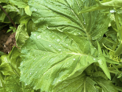 青菜上的雨水