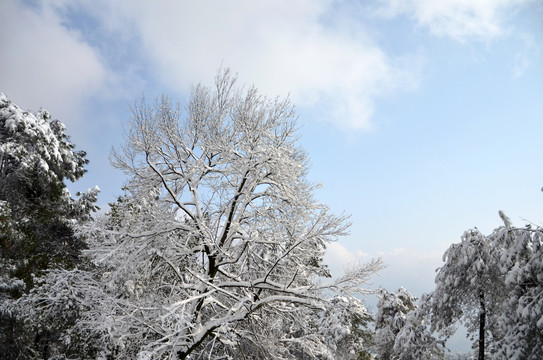 户外雪景