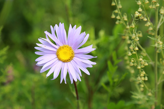 邹菊