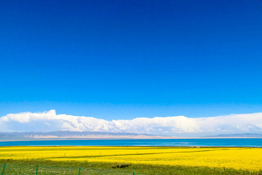 青海湖油菜花