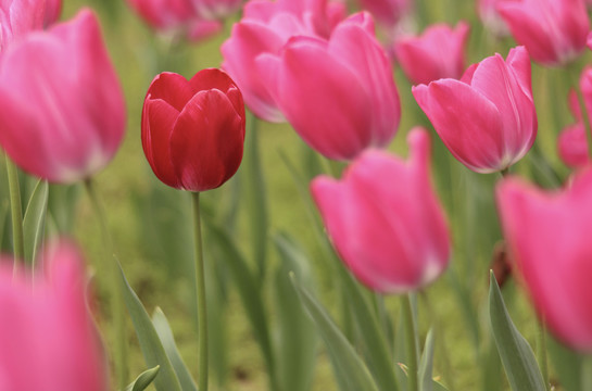 郁金香花卉鲜花