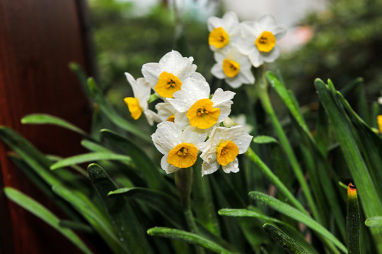 水仙花