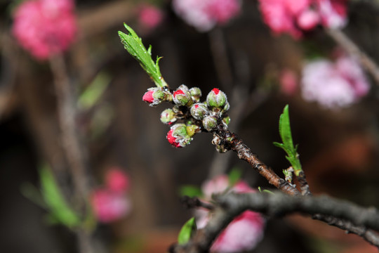 桃花