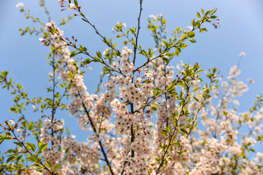 樱花