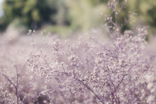 钻叶紫菀