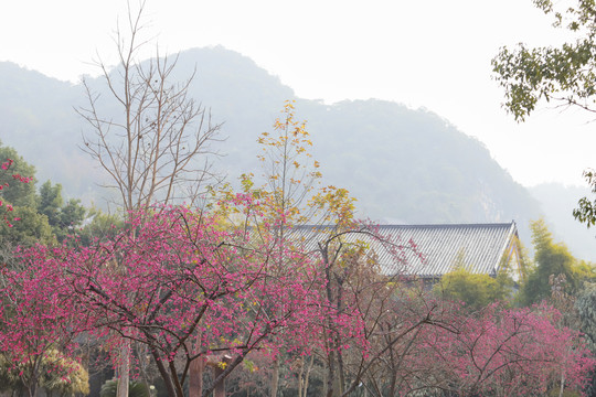 寺庙樱花