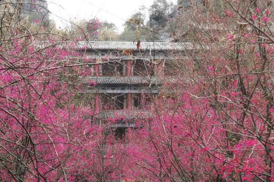 寺庙樱花