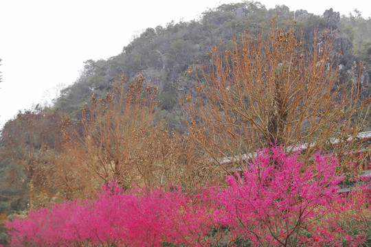 寺庙樱花