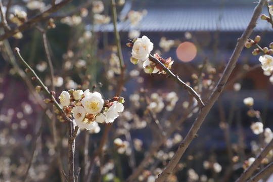 寺庙梅花