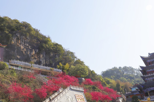 寺庙樱花