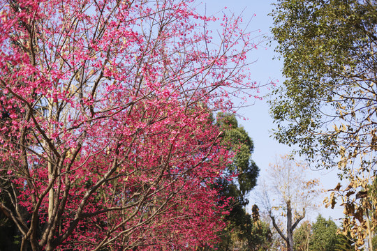 寺庙樱花