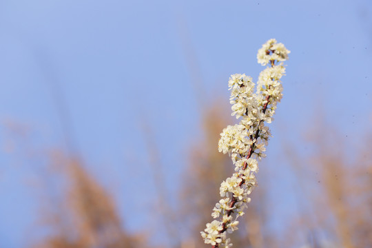 李子花