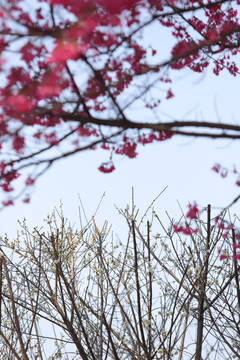 樱花和梅花