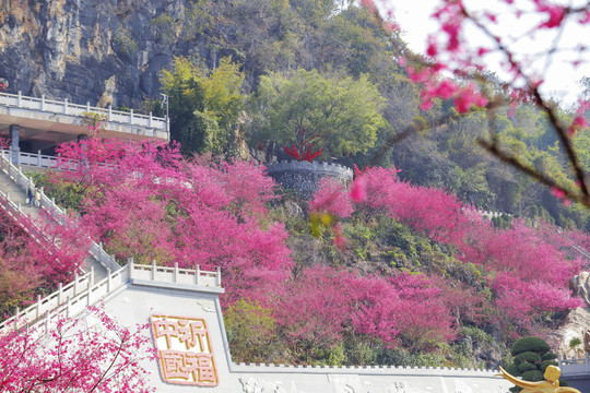 寺院樱花