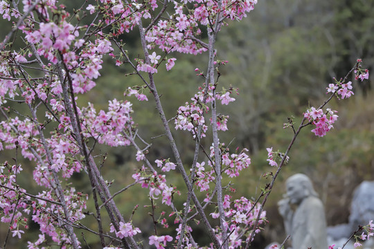 罗汉和樱花