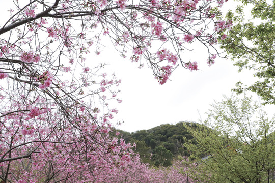 樱花林