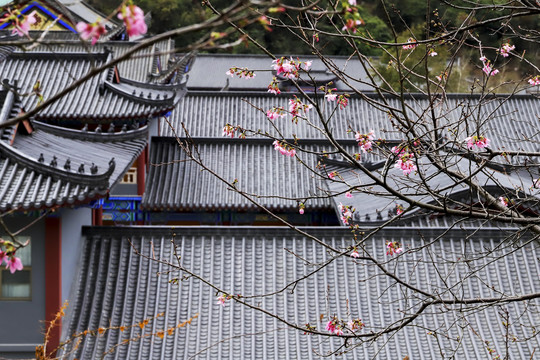 寺院樱花