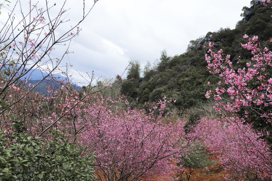 樱花林