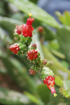 仙人掌花