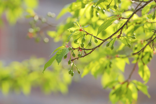 樱花果