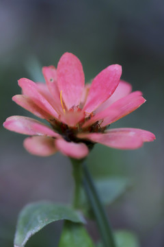 百日菊