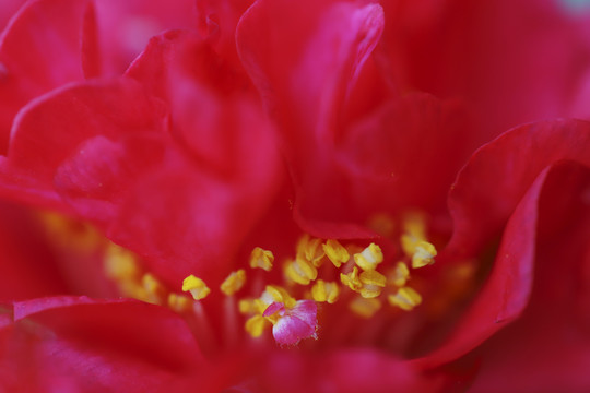 茶花特写