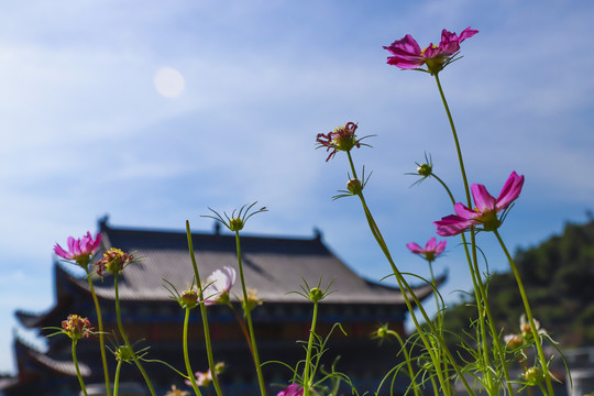 寺庙格桑花