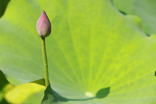 荷花苞