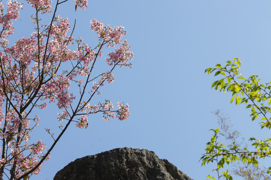 樱花绽放