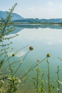 野胡萝卜鹤虱草草本野花水面水库