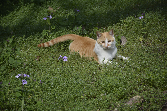 慵懒的橘猫