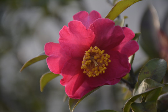 山茶花特写