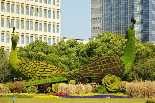 花坛孔雀造型花艺