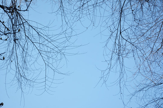 天空与树枝