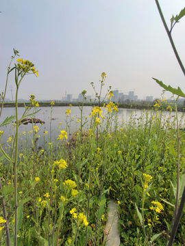 油菜花