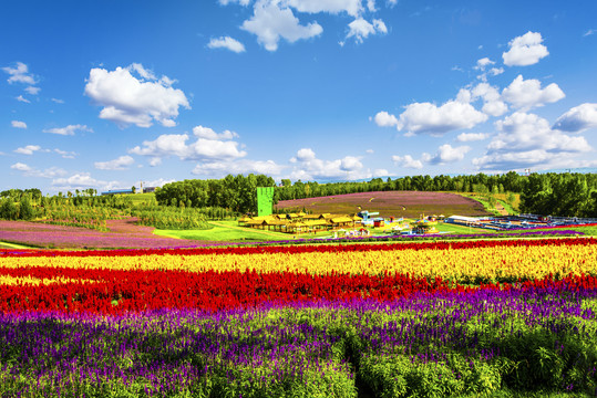 田园花海