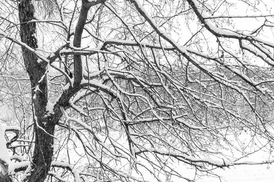 积雪覆盖的树枝