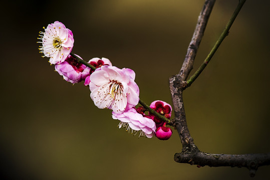 梅花