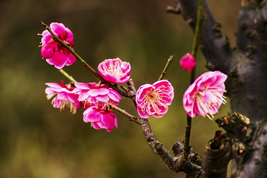 梅花