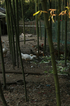 竹林里吃菜叶子的土鸡土鸭