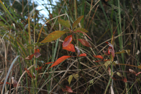 草丛里的一株小红叶檫木