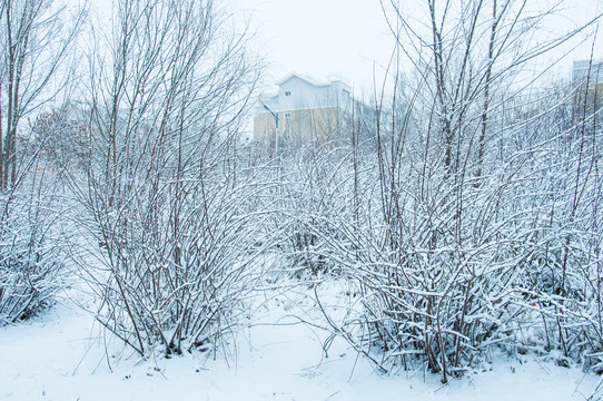 春雪