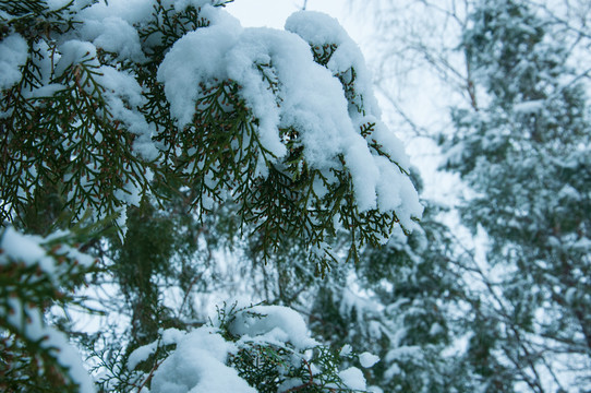 春雪