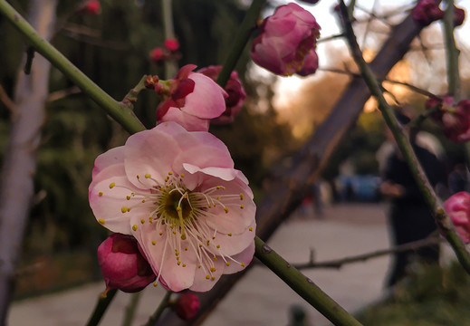 盛开的碧桃花