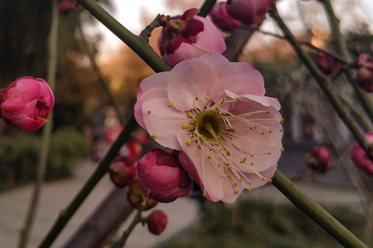 盛开的碧桃花