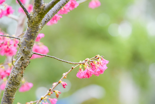 樱花