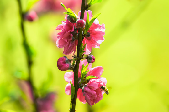 桃花